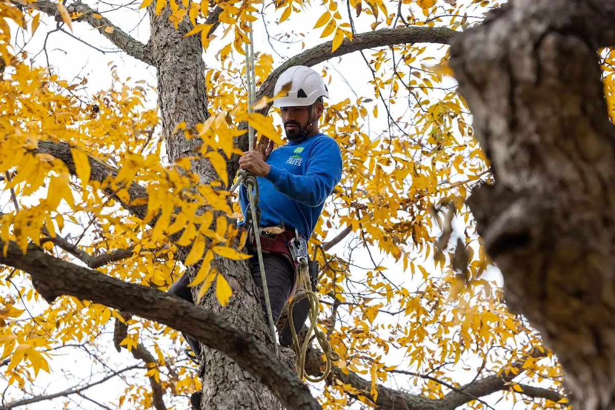 Skilled Tree Planting crew working in Elmhurst